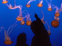 Oceans in Glass